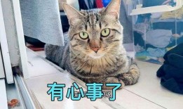 娱乐吃瓜小猫咪视频