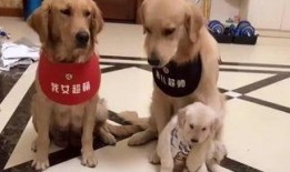 娱乐吃瓜酱小狗被卖,背后的故事与反思