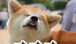 娱乐吃瓜酱小狗被卖,背后的故事与反思