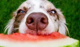 娱乐吃瓜酱小狗被卖,背后的故事与反思