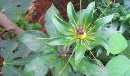 重楼娱乐吃瓜,揭秘娱乐圈最新“吃瓜”事件