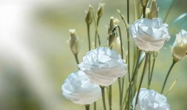 娱乐吃瓜酱洋桔梗,揭秘明星背后的花絮故事