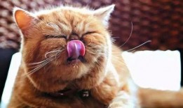 娱乐吃瓜猫咪视频大全最新