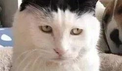 娱乐圈吃瓜猫咪是谁啊,揭秘网络红猫背后的故事