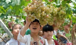 娱乐圈吃葡萄瓜,吃葡萄不吐葡萄皮，瓜中瓜事一网打尽