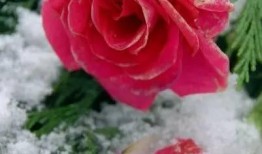 娱乐吃瓜酱雪玫瑰,娱乐吃瓜酱的甜蜜诱惑