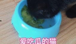 娱乐吃瓜猫咪视频大全最新