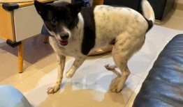 娱乐吃瓜酱小狗安慰,娱乐吃瓜酱的暖心安慰之道