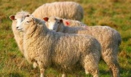 娱乐吃瓜君视频羊羊,娱乐吃瓜君带你探索独特羊味佳肴