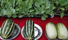 娱乐吃瓜君山河令,古装武侠剧中的甜蜜与热血交织