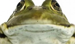 娱乐圈吃瓜酱青蛙