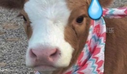 娱乐吃瓜酱素材图片大全,吃瓜酱素材图片大全大放送！