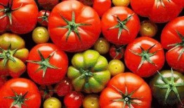 穿书去娱乐圈吃瓜番茄,番茄在娱乐圈的瓜田漫步